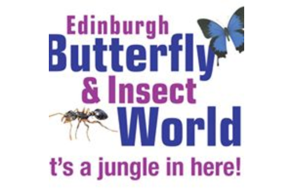 Butterfly and Insect World slide 2