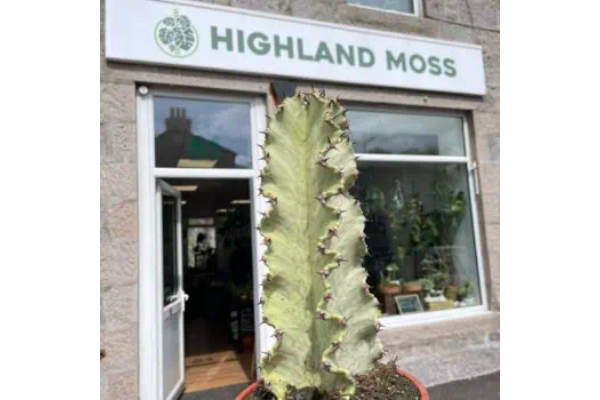 Highland Moss slide 3